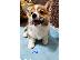 PoulaTo: Corgi Welsh Pembroke